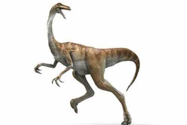 小型食肉恐龙:膝龙 体型最小的阿贝力龙科(仅3米长)
