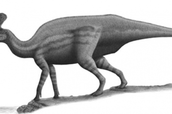 青岛龙：山东巨型食草恐龙（长10米/距今7000万年前）