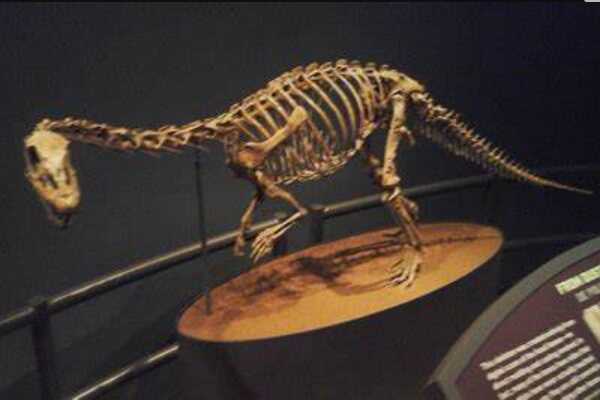 最原始的蜥脚恐龙:冰河龙 在冰川中被发现(体长仅6米)