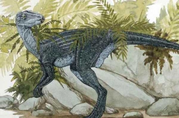 小型植食恐龙:鹤龙 与异齿龙是近亲(有两种特殊牙齿)