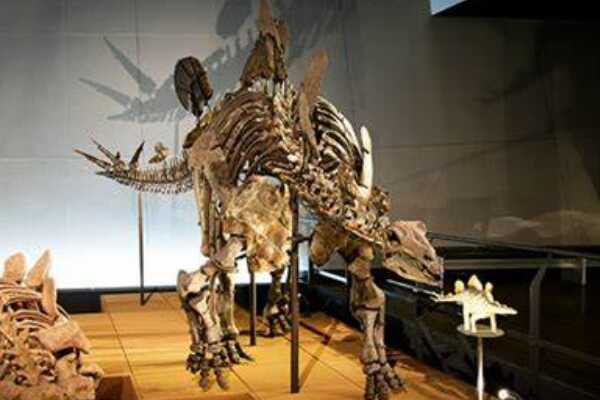 大型食肉恐龙:艾雷拉龙 体型类似狮子(狩猎能力极强)
