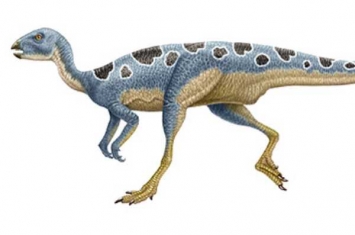 小型鸟脚恐龙:棱齿龙 体长仅2.3米(堪称恐龙飞毛腿)