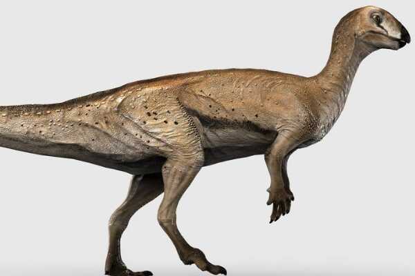 小型鸟脚恐龙:棱齿龙 体长仅2.3米(堪称恐龙飞毛腿)