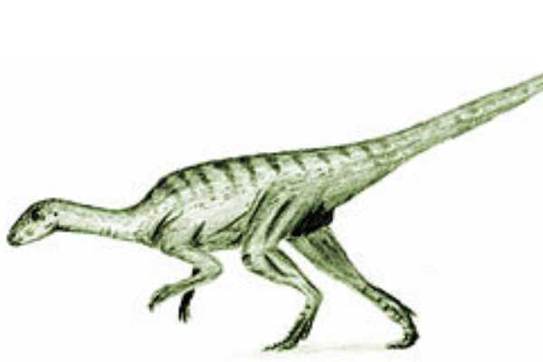 小型植食恐龙:平头龙 头盖骨像帽子(求偶时决斗利器)