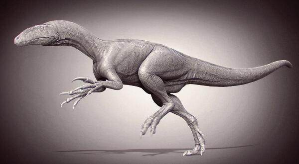 南方猎龙：澳大利亚大型食肉恐龙（长6米/距今1亿年前）