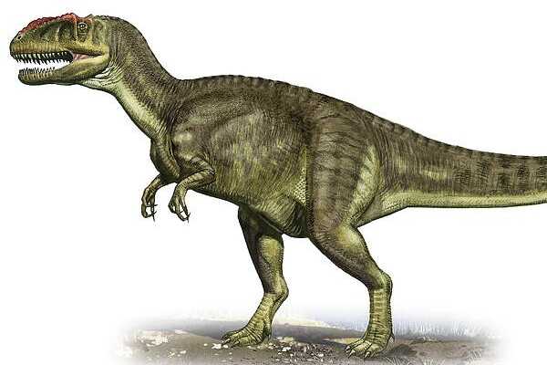 两足食肉恐龙:印度鳄龙 种属被质疑(化石仅一破碎颅骨)