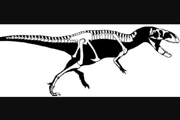 两足食肉恐龙:印度鳄龙 种属被质疑(化石仅一破碎颅骨)