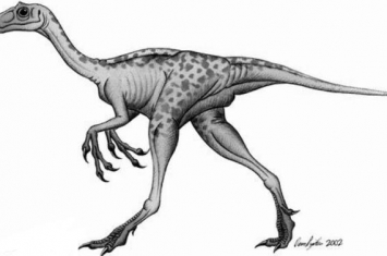 彩蛇龙：澳大利亚食肉恐龙（长2.4米/化石值2.2万美元）