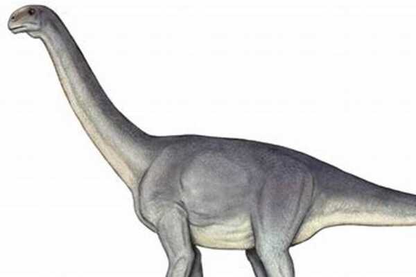 日本肉食恐龙:加贺龙 仅出土两颗牙齿(处于疑名状态)