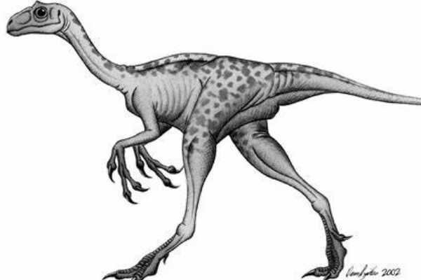 巨型蜥脚龙:江山龙 体长22米(是浙江最大的恐龙化石)