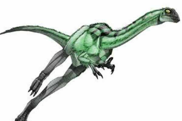 双足食肉恐龙:彩蛇龙 体长2米(化石仅一根破碎胫骨)