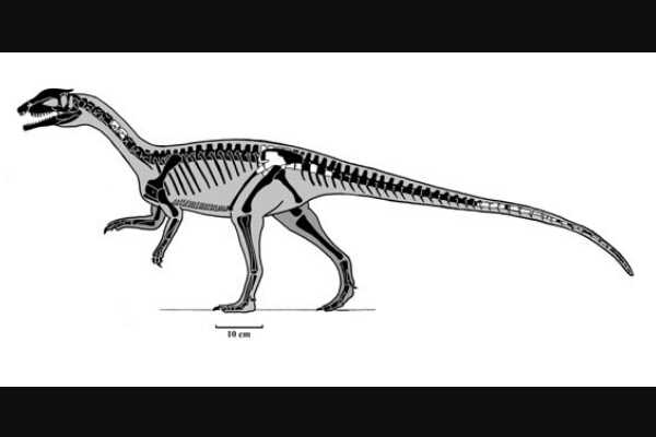 劳尔哈龙:欧洲大型植食恐龙(长17米/生于1.4亿年前)