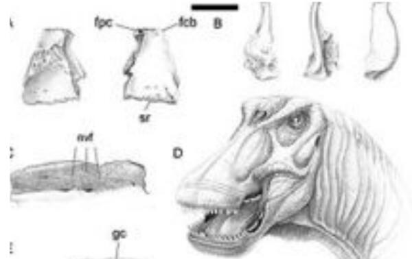 奥古斯丁龙：阿根廷大型食草恐龙（15米/尾巴有身长一半）