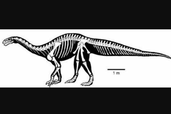 半鸟：阿根廷小型食肉恐龙（长2.2米/距今8000万年前）