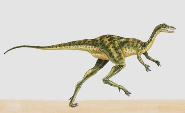 单脊龙：新疆中型食肉恐龙（长5米/距今1.7亿年前）