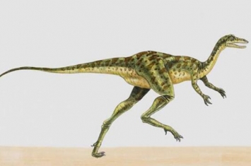 敏捷龙：新疆出土的恐龙（化石仅一颗牙齿/距今1亿年前）