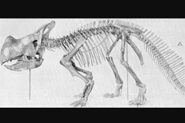 蒙大拿角龙:北美小型角龙类恐龙(鼻部长小角/颈盾短)