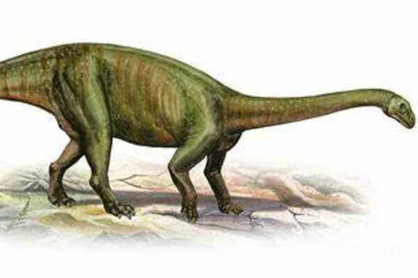 蒙大拿角龙:北美小型角龙类恐龙(鼻部长小角/颈盾短)