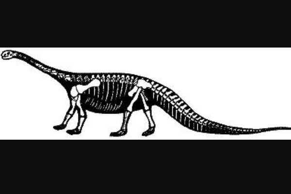 门多萨龙:南美巨型恐龙(长25米/蜥脚类中的短脖子)
