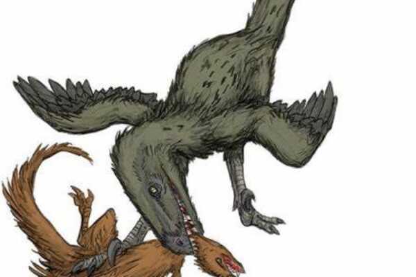 侦察龙:欧洲小型肉食恐龙(长1.8米/仅出土牙齿和颚骨)