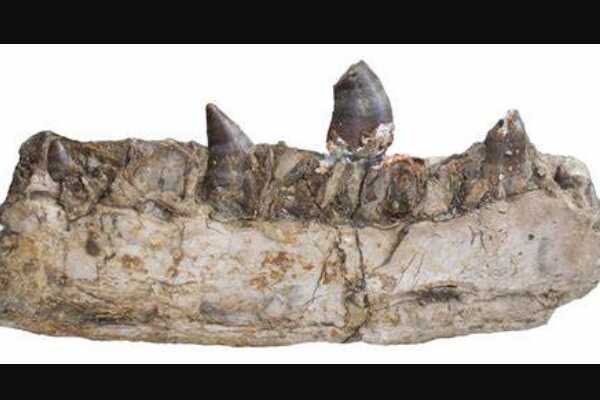 侦察龙:欧洲小型肉食恐龙(长1.8米/仅出土牙齿和颚骨)