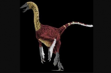鸟面龙:蒙古小型恐龙(最小仅60厘米/第4种有羽恐龙)