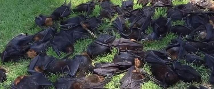 蝙蝠死亡对人类的影响,吃蝙蝠的人怎么样了