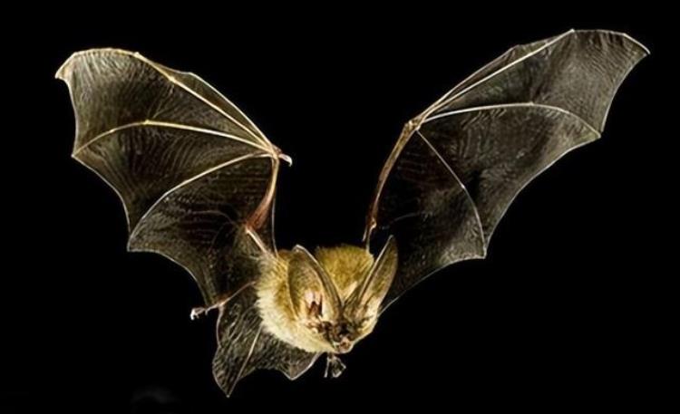 蝙蝠死亡对人类的影响,吃蝙蝠的人怎么样了