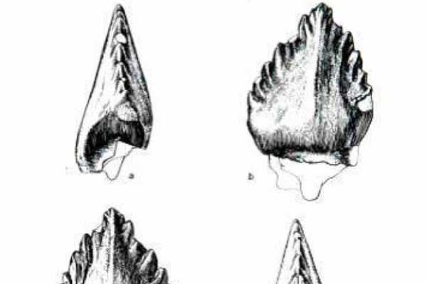 叶牙龙:葡萄牙小型恐龙(长1-2米/牙齿呈树叶状)