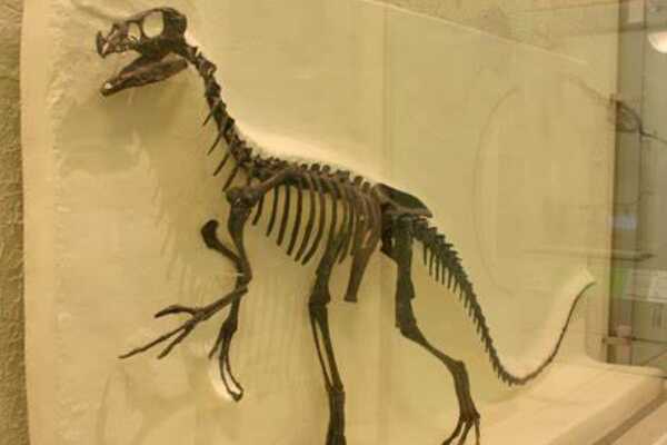 奥斯尼尔洛龙:北美小型恐龙(仅长1.5米/不如山羊大)