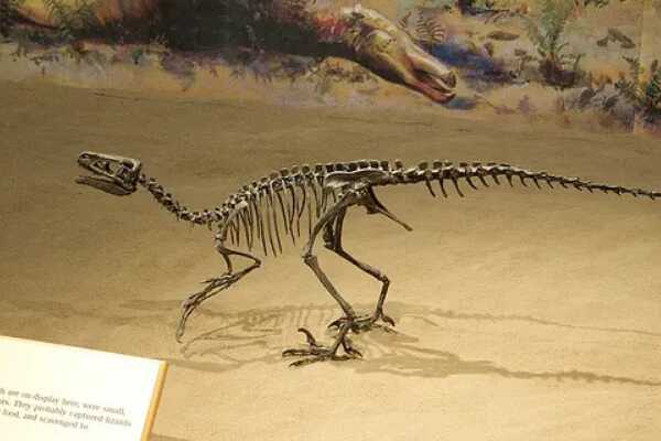 奥斯尼尔洛龙:北美小型恐龙(仅长1.5米/不如山羊大)