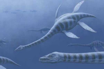 蛇颈龙:侏罗纪的海洋之王(长3-6米/颈椎骨多达71节)