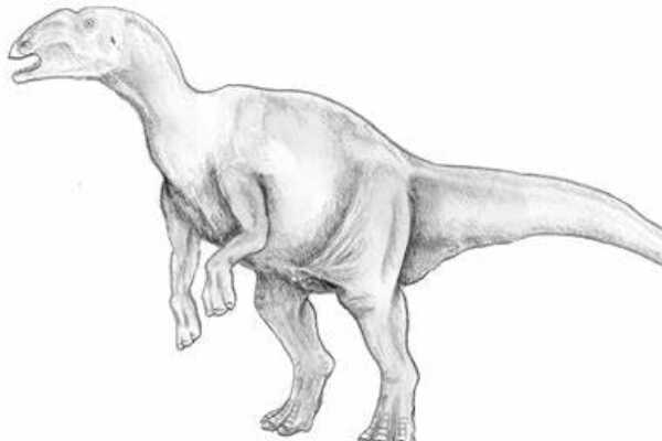 副栉龙:北美大型恐龙(长9.5米/拥有最长的棒状头冠)