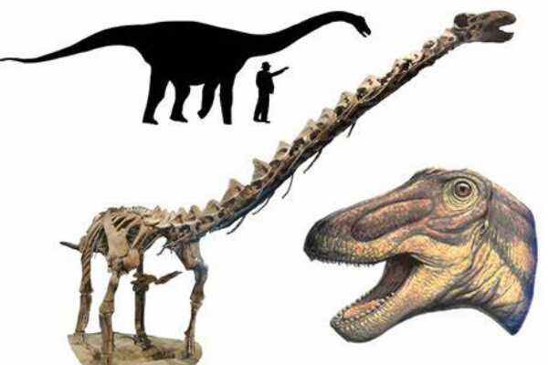 皇家龙:英国小型恐龙(长4米/与华阳龙是近亲)