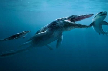 海王龙:远古大型海洋生物(长17米/尾巴占到一半长)