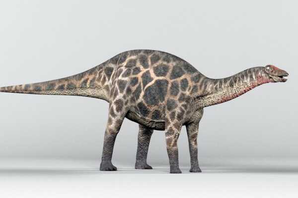 布拉西龙:西班牙小型恐龙(长4-5米/长有突出冠饰)