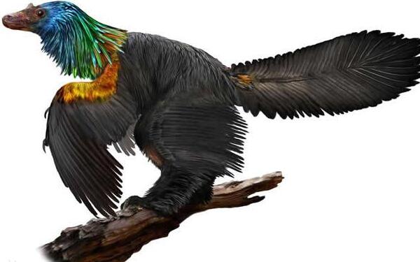 宣化角龙：最早的角龙下目恐龙（长1米/距今1.45亿年前）