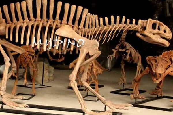 巴拉帕龙:最晚发现的蜥脚类恐龙(长18米/拥有巨脚)