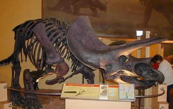 无鼻角龙：北美洲大型食草恐龙（长6米/6800万年前）