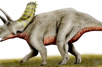 无鼻角龙：北美洲大型食草恐龙（长6米/6800万年前）