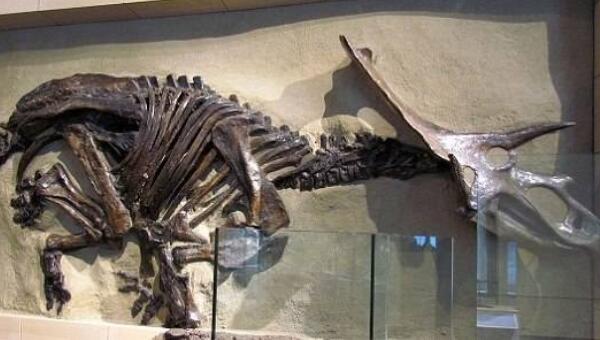 野蛮盗龙：加拿大小型食肉恐龙（长0.7米/6500万年前）