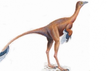 原始祖鸟：具有真正羽毛的恐龙（长1米/出土于中国辽宁）