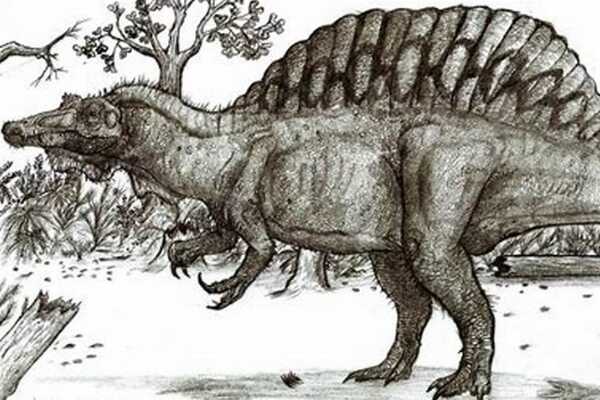 阿莱龙:中国中型恐龙(长5米/出土于内蒙古)