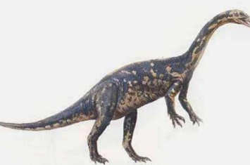 皮萨诺龙：阿根廷小型食草恐龙（长1米/距今2.2亿年前）