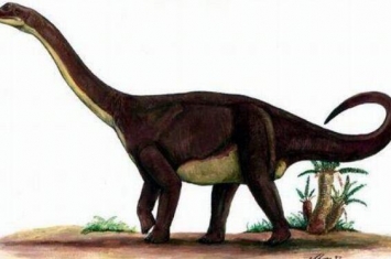 瑞拖斯龙：澳大利亚大型食草恐龙（长12米/1.68亿年前）