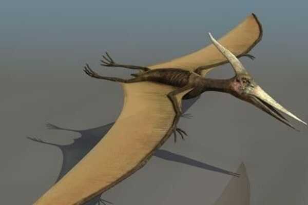 翼龙什么时候出现?最早可追溯到2.2亿年前(三叠纪末期)
