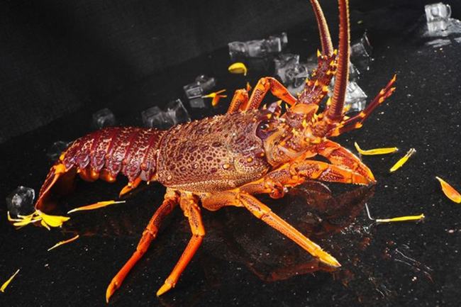 龙虾的寿命是否是永生?一岁前蜕皮44次(最长寿命60岁)
