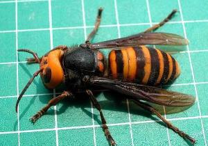 地球上最大的超级蜜蜂，和鸡蛋一样大，灭绝后又发现了1只！