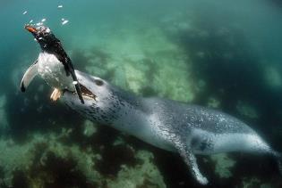 世界上最凶猛的海豹，豹形海豹会捕食其他海豹