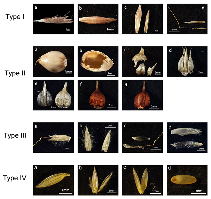 禾本科黍亚科植物小穗植硅体形态分类及应用研究取得进展